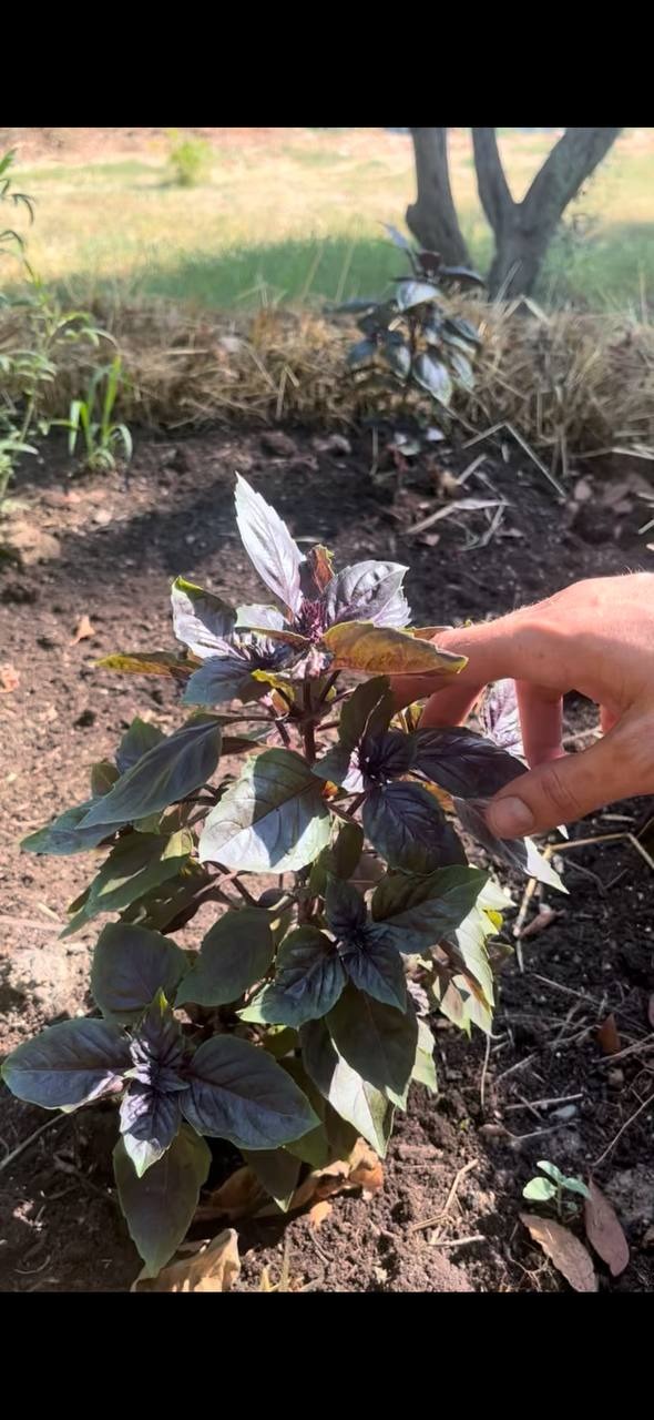 Plant de basilic pourpre en pleine terre