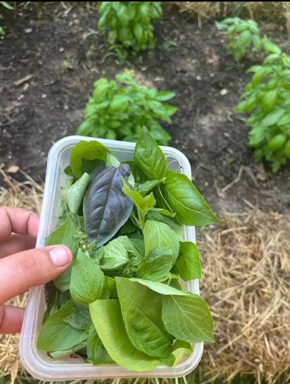 Barquette de basilic fraîchement cueilli, au milieu des rangs