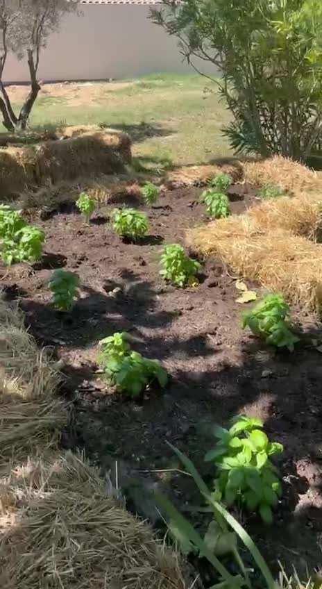 Buttes paillées du potager sous l'olivier