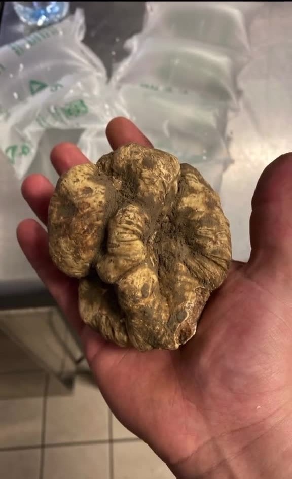 Truffe blanche entière posée dans la main